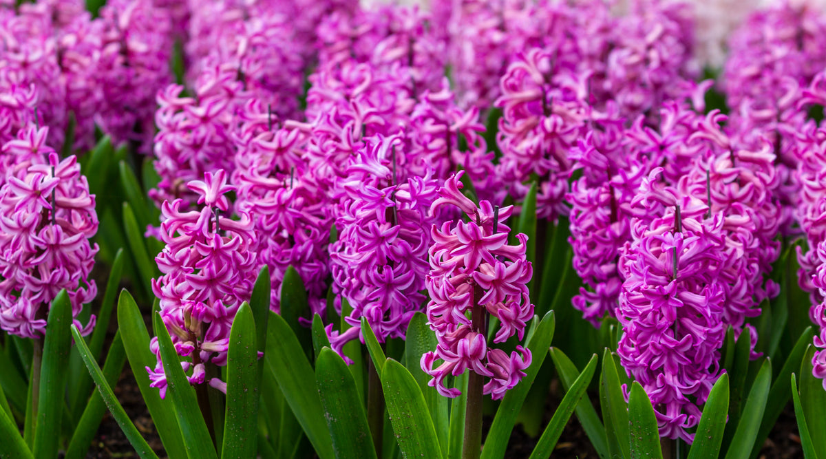 NEWS TIPS FOR APRIL 2023 Newton Seeds best-buys-for-april-2023-lowcountry-home-magazine