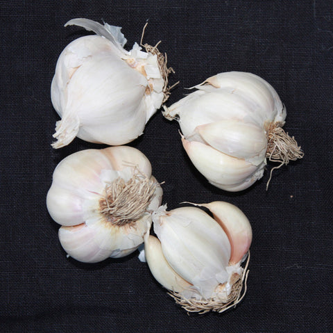 Printanor Garlic