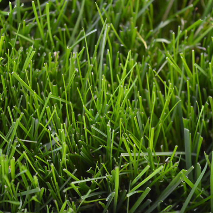 Tall Fescue