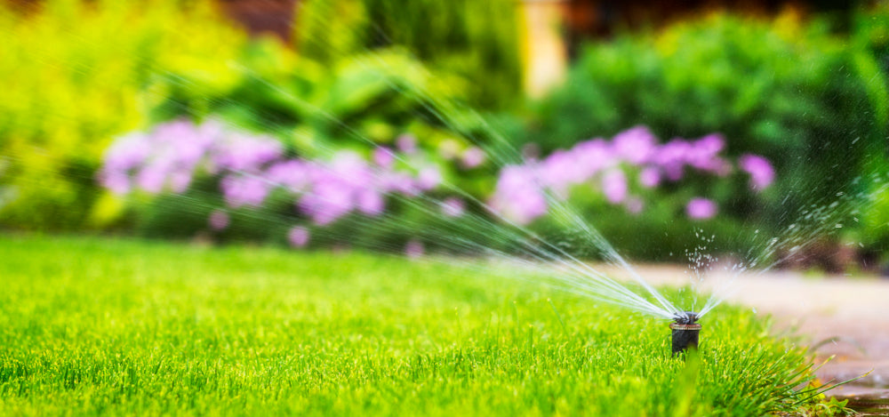 Barlibro: The Ryegrass That Refuses to Quit