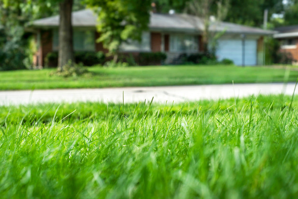 The Benefits of Planting Tall Fescue Grass in New Zealand