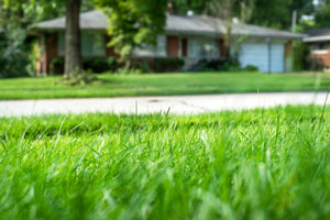 The Benefits of Planting Tall Fescue Grass in New Zealand