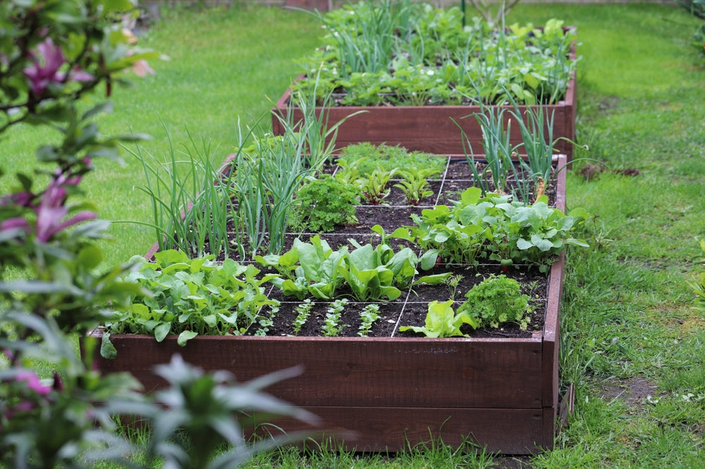 Backyard Bounty: Growing Your Own Vegetables for Kiwi Family Meals