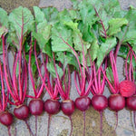 Beetroot - Libero