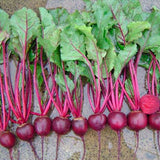 Beetroot - Libero