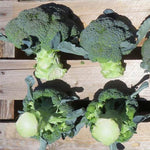 Broccoli - Blue Finn