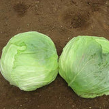 Cabbage - KK Cross Hybrid