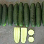Cucumber - Genuine Hybrid