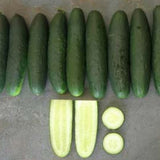 Cucumber - Genuine Hybrid