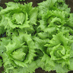 Lettuce - Tropical