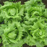 Lettuce - Tropical