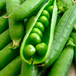 Peas - Greenfeast