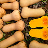 Pumpkin butternut - Waltham