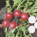 Radish - Red Brigade Hybrid