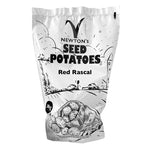 Red Rascal