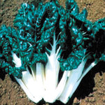 Silverbeet - Success MG