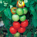 Tomato - Tropic Boy