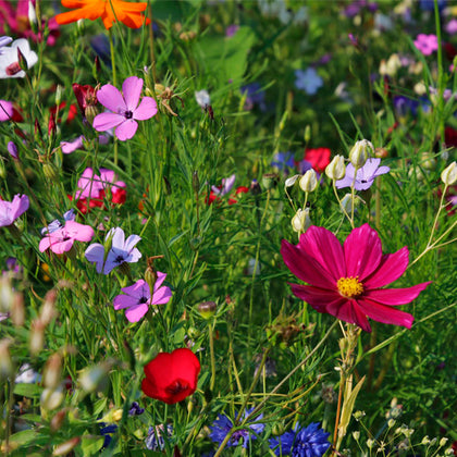 Wildflower Seed Blend