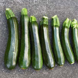 Zucchini - Black Mamba Hybrid