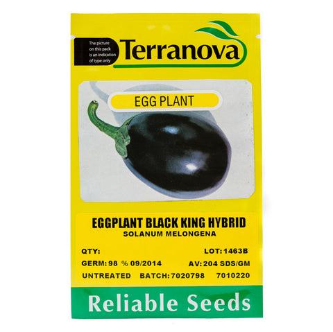 Eggplant - Black King Hybrid